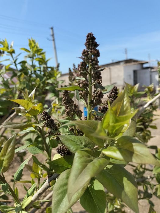 Сирень саженцы, сиреневый