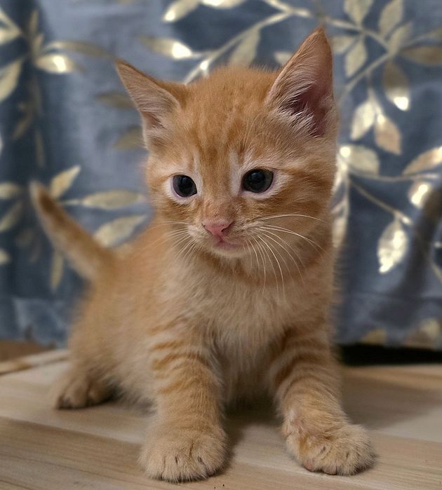 Срочно В хорошие Руки котята !