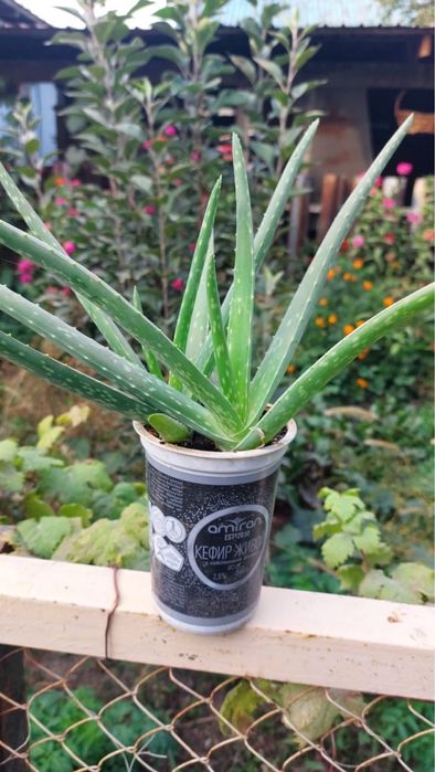 Продам алоэ комнатное растение