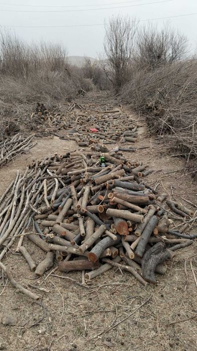 Дрова  дрова мевали дарахтлар