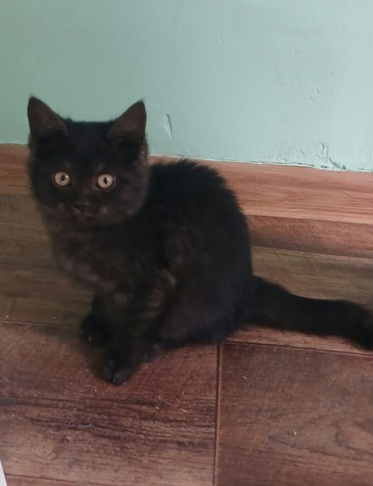 Отдам котенка милая девочка