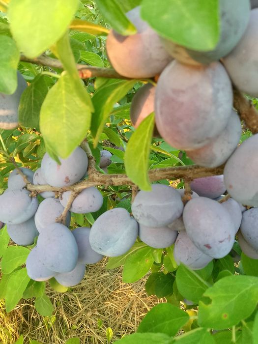 Prune de dat Scobinti Hârlău Iași