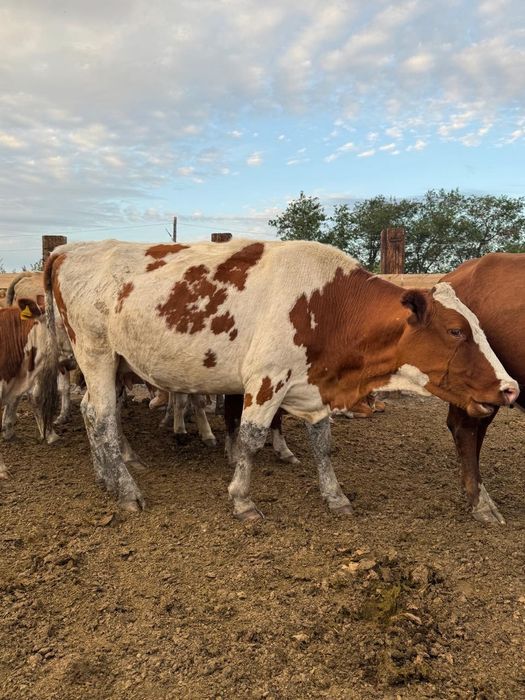 Корова мясной  порода