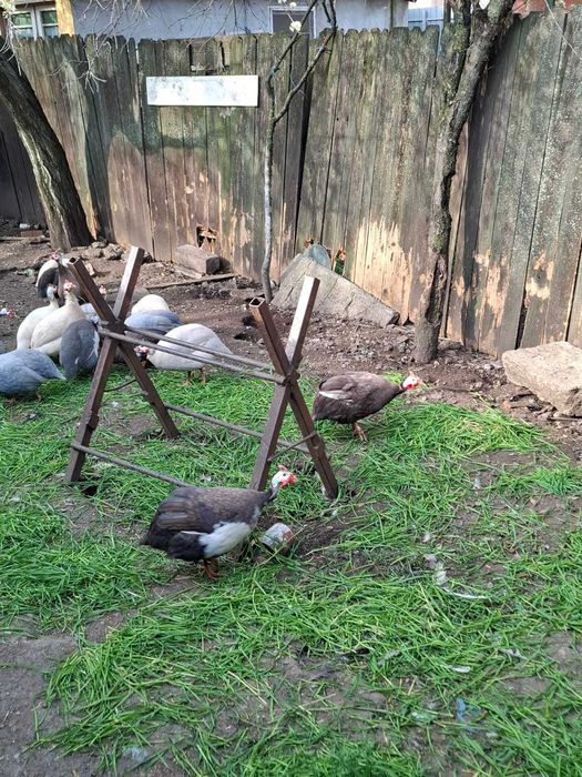 Oua de bibilica pentru incubat