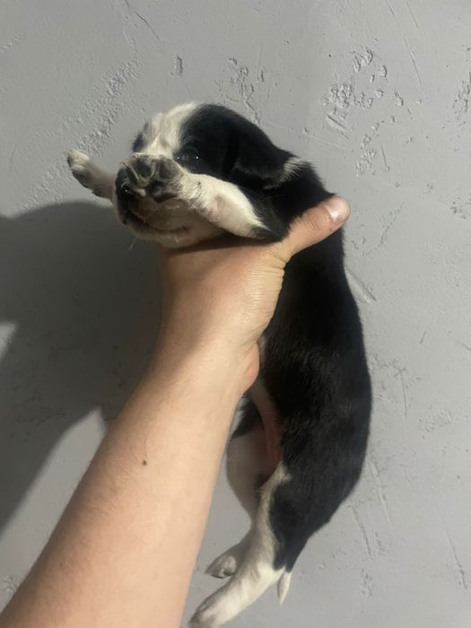 Продам щенков в хорошие руки