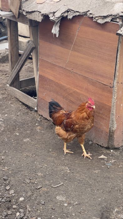 Петух Ломанбраун Адлер