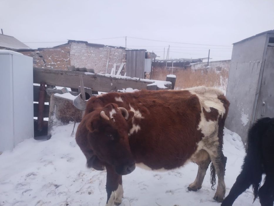 продам двух коров, читайте описание