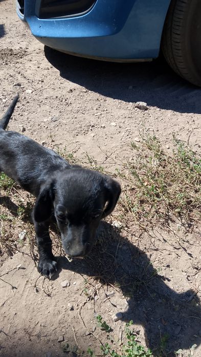 Отдам даром в хорошие руки щенят