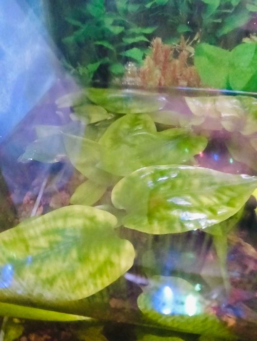 Продам аквариум с рыбками