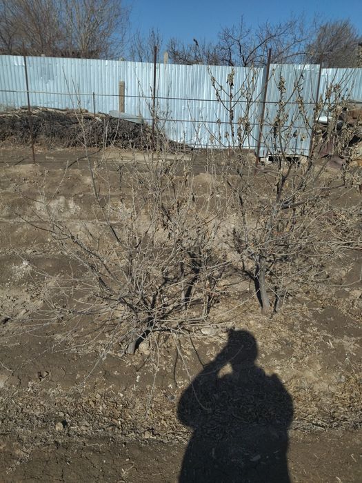 Кошет Букарски жиде.