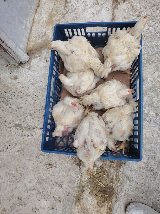 Pui Alb de carne și rasă mixta