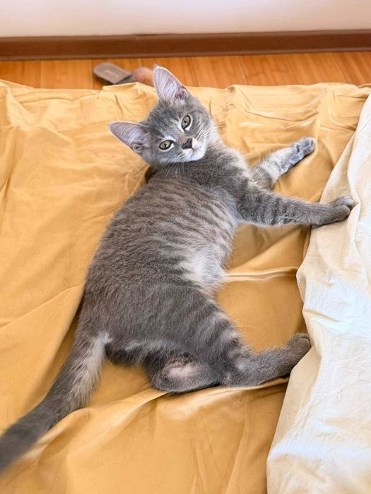 Серенький котёнок