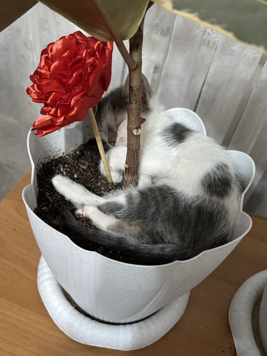 Отдам котят в добрые руки