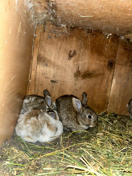 Прадам кральчат парода виликаны шустрые