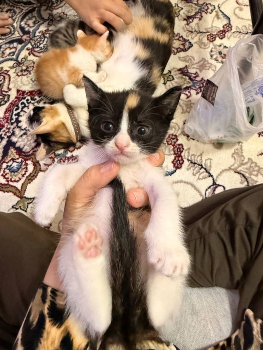 Будет отдан в хорошие руки