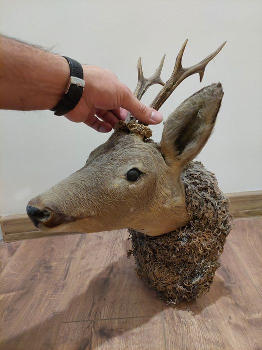 Трофей, глава от сръндак