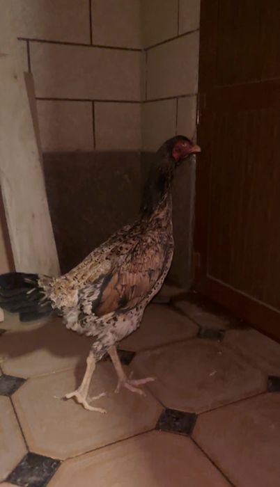 Дакан курочки ветнамки