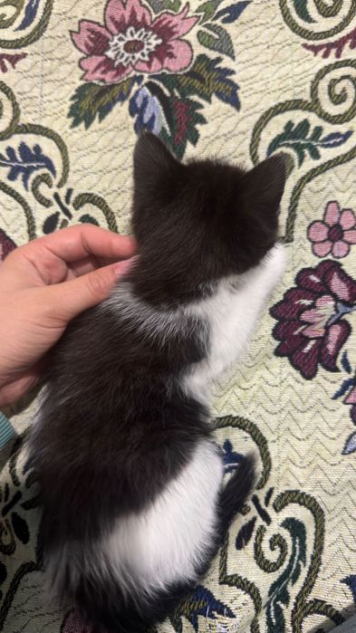 Маленькие котята