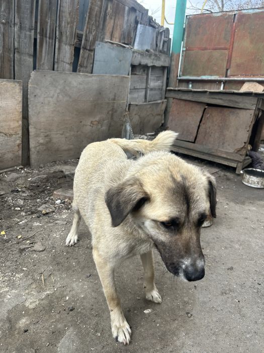 Отдам щенка в добрые руки.