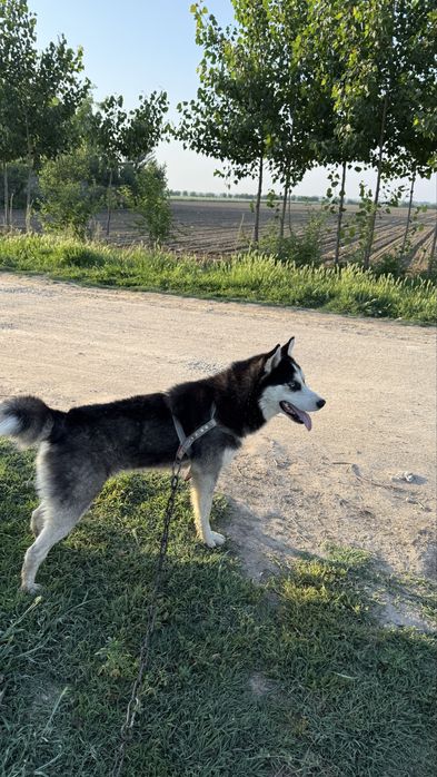 Сибир Хаски тоза зотли!