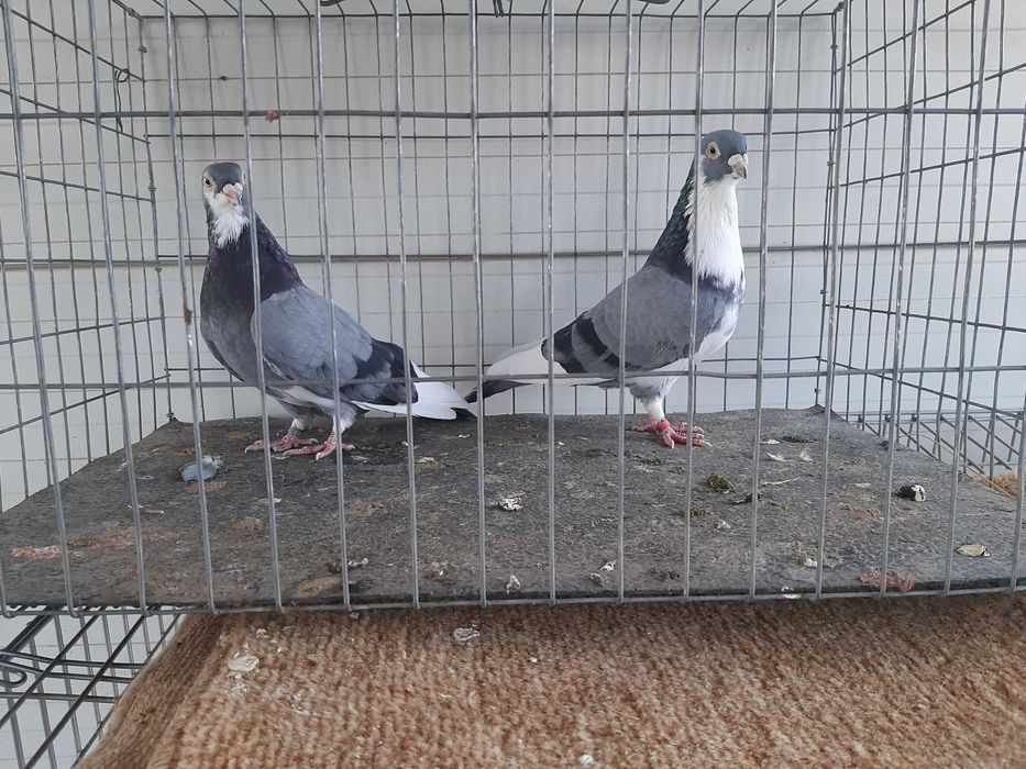 Porumbei jucatori galateni si zburatori romanesti