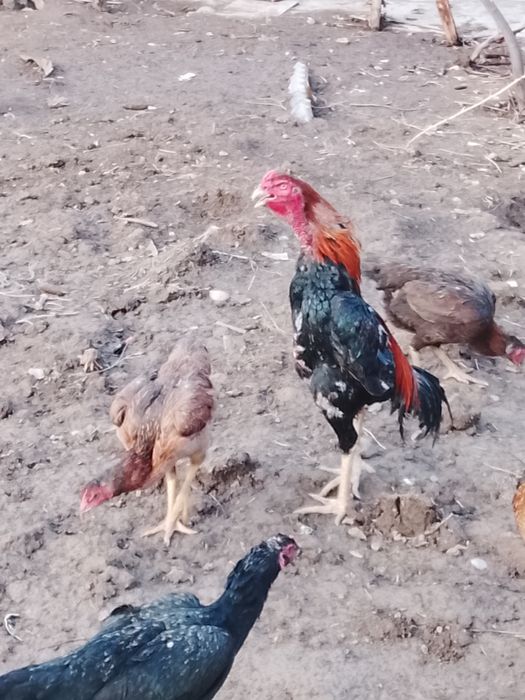 Дакан кораз сатылад