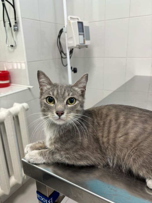 Отдаю в добрые руки котика