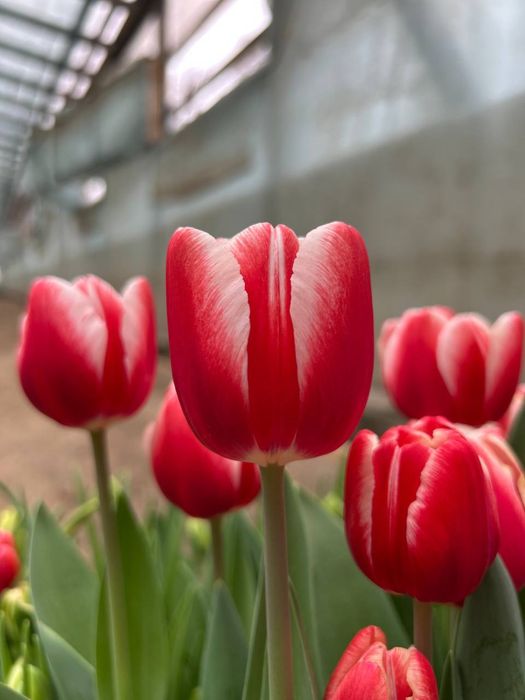 Тюльпаны оптом