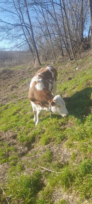 Vițea balțati românesti