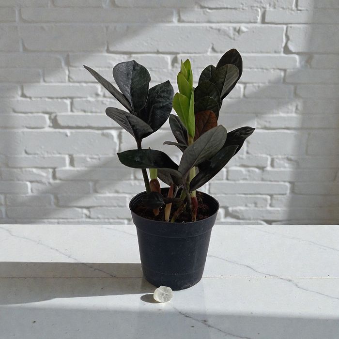 Различные комнатные цветы