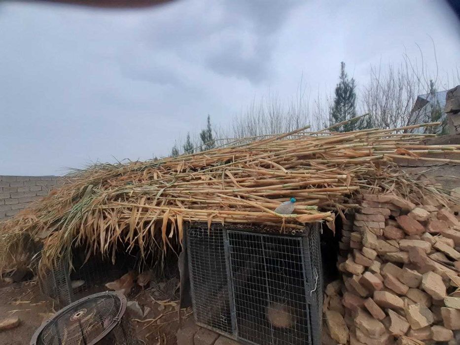 Qamish, bambuk qamish, vassalik ham qamish o'rniga ishlatsa bo'ladi !