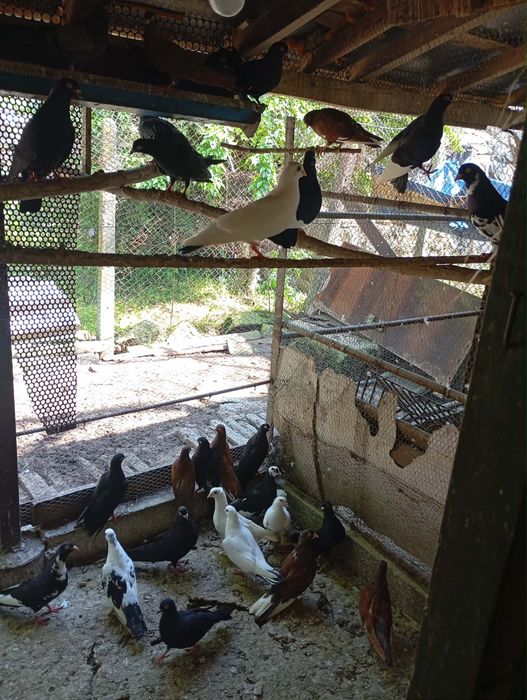 Продавам  различни  гълъби