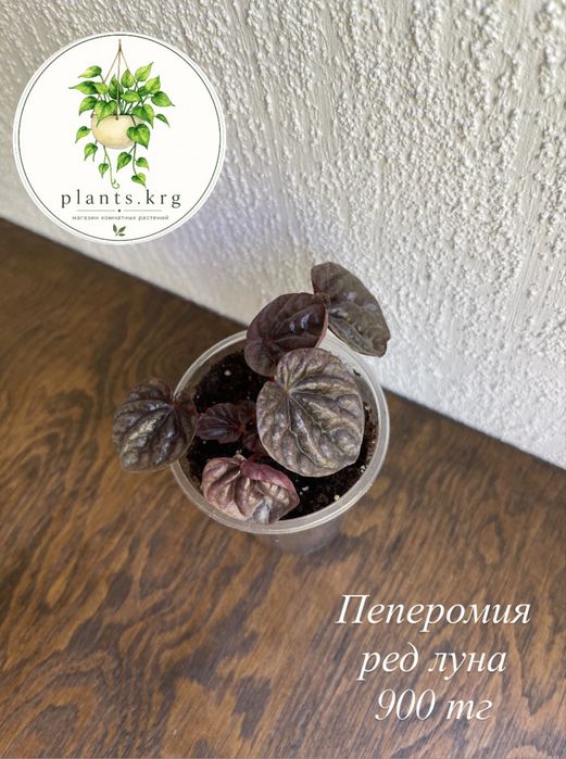 Бегонии, традесканция, глоксиния, пеперомия, эпипремнум