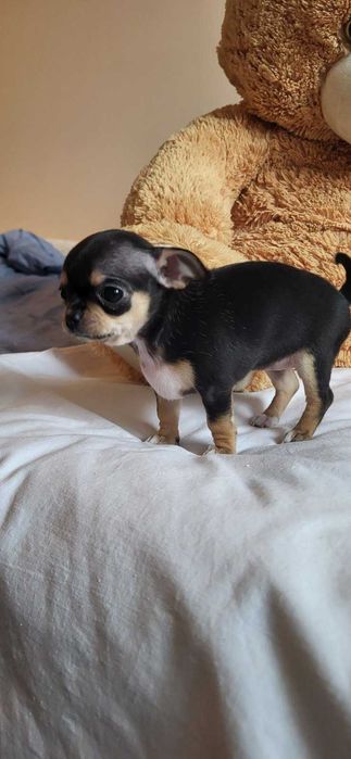 Кученцата Чихуахуа