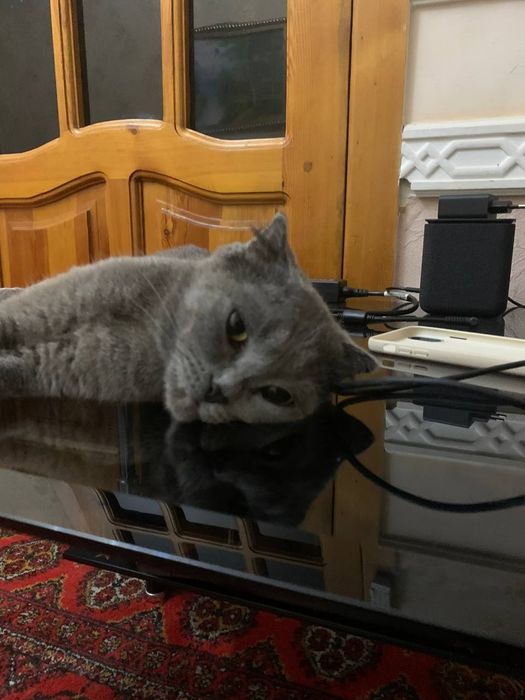 Отдаем кошку в хорошие руки