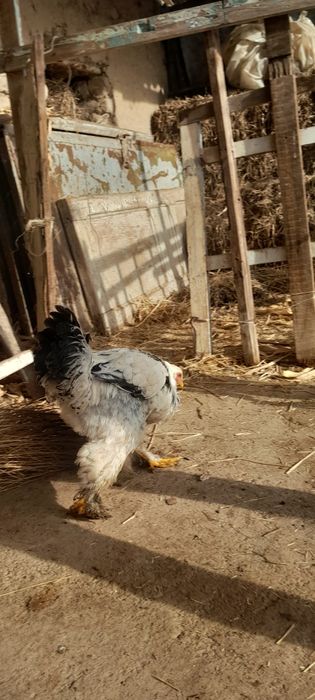 Brama xorozlar sotiladi donasi 180 optım 500 ming