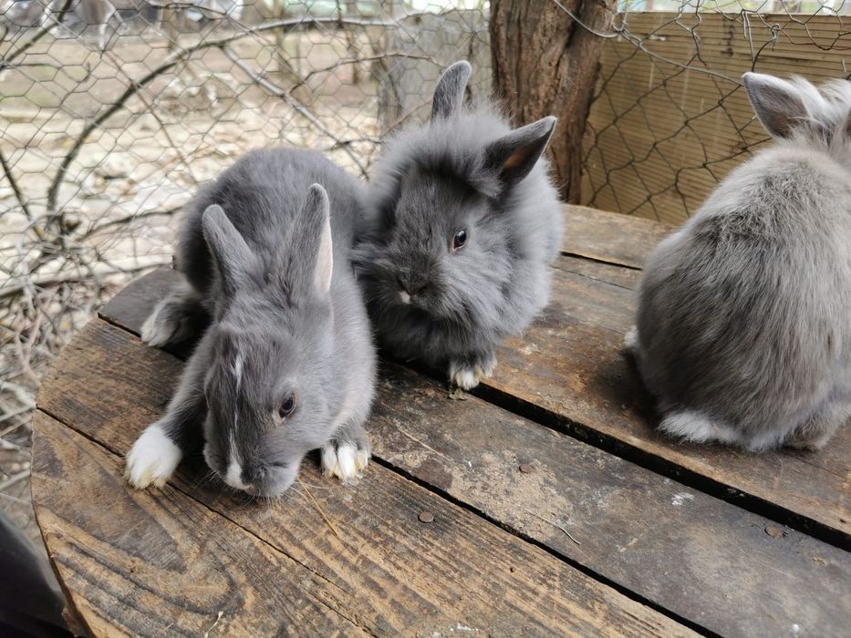 Iepurași de vânzare.