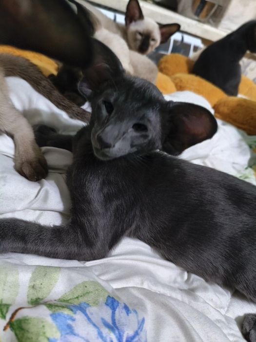 Ориентальные котята экстрим