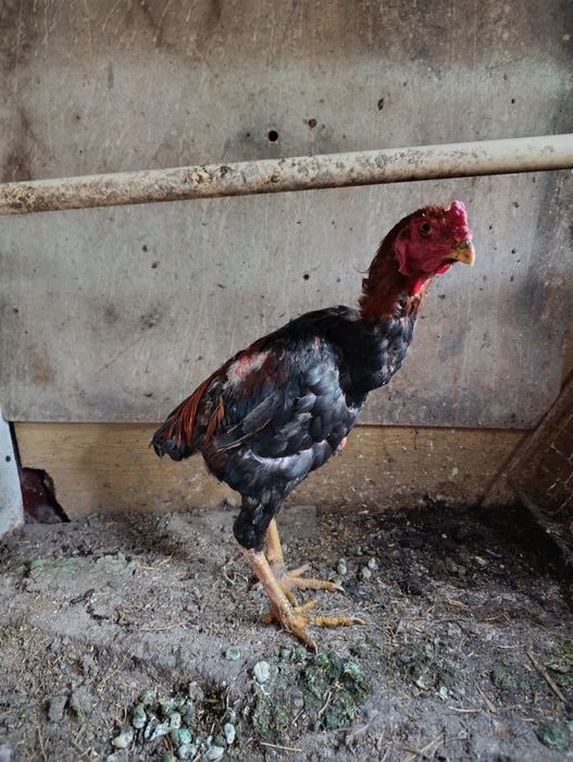 Продам Дакан Август