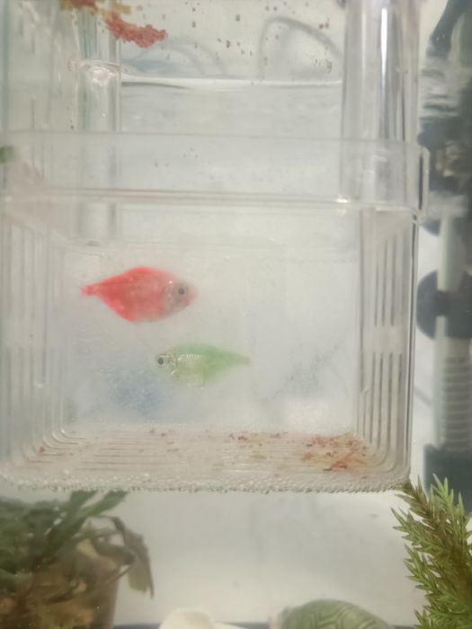 Продам Тернеций пару рыб