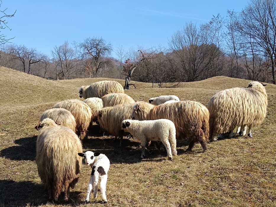 Oi cu miei de vânzare