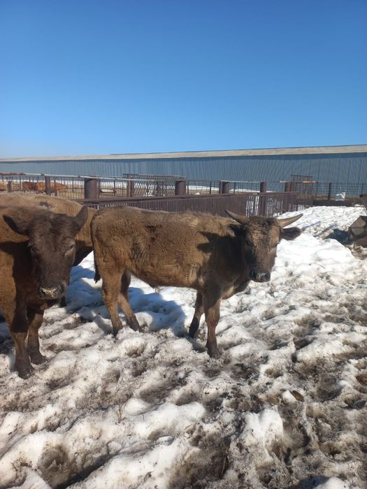 Продам КРС (4 быка)