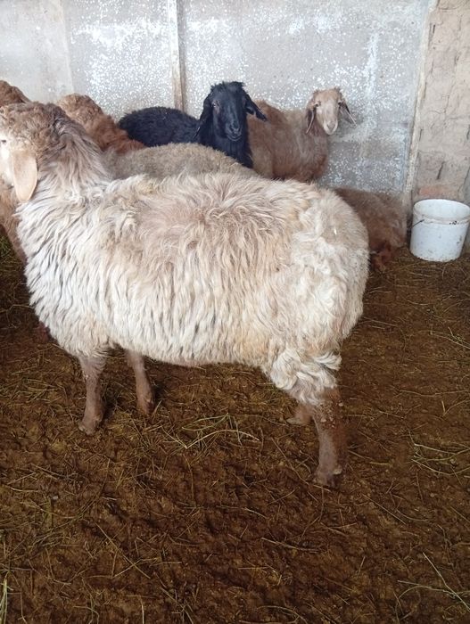 Қошқарлар сатылады.