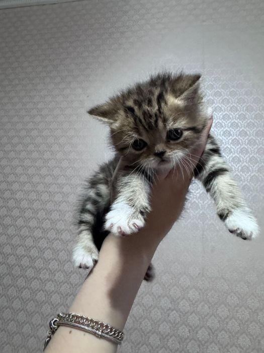 Продаются шотландцы