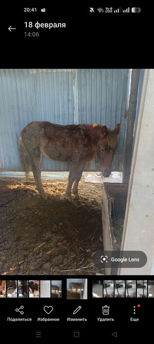 Тай (жеребец) сатылады