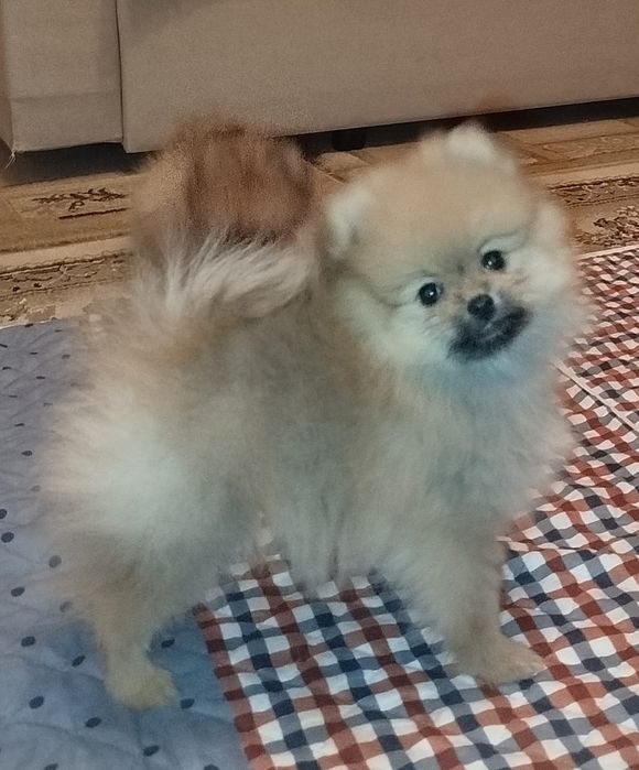 Детки померанского шпица