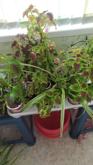 Комнатные цветы разные