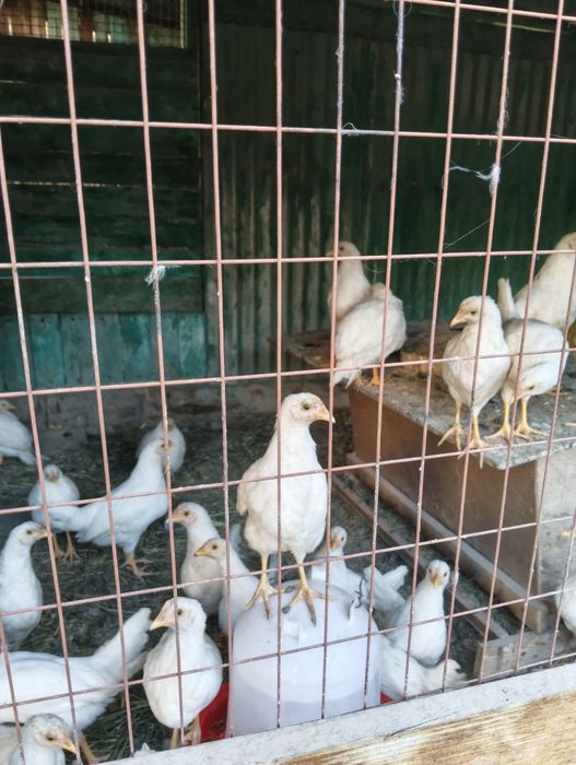Куры несушки продам