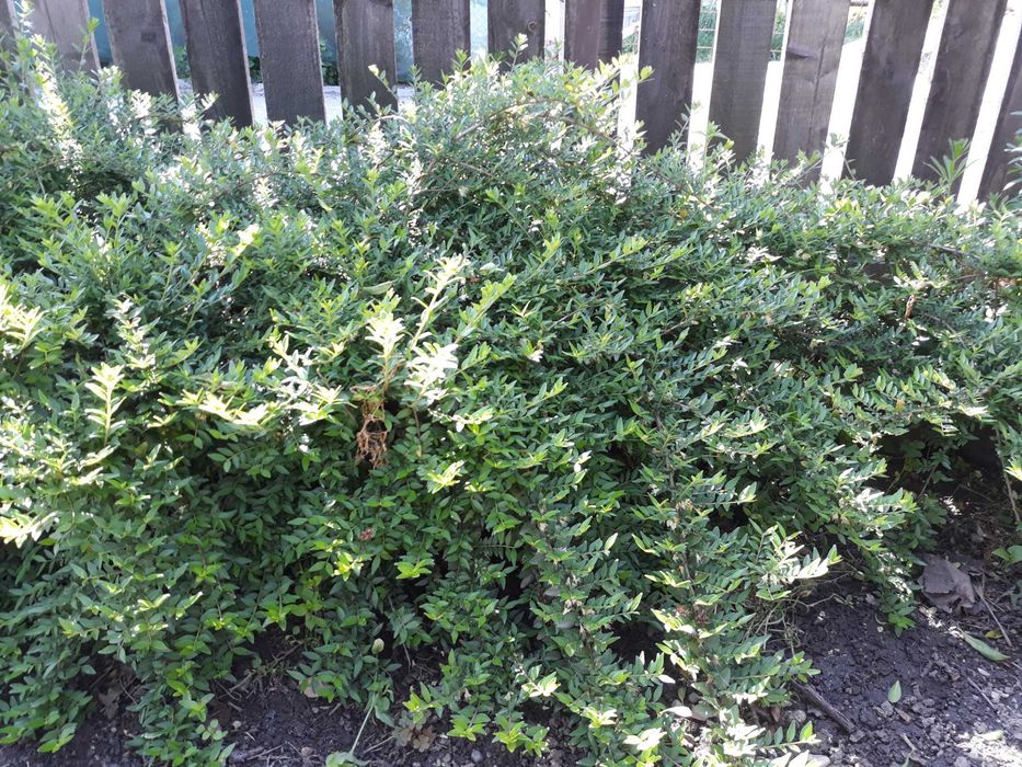 Lonicera pileata pt gard viu la ghivece