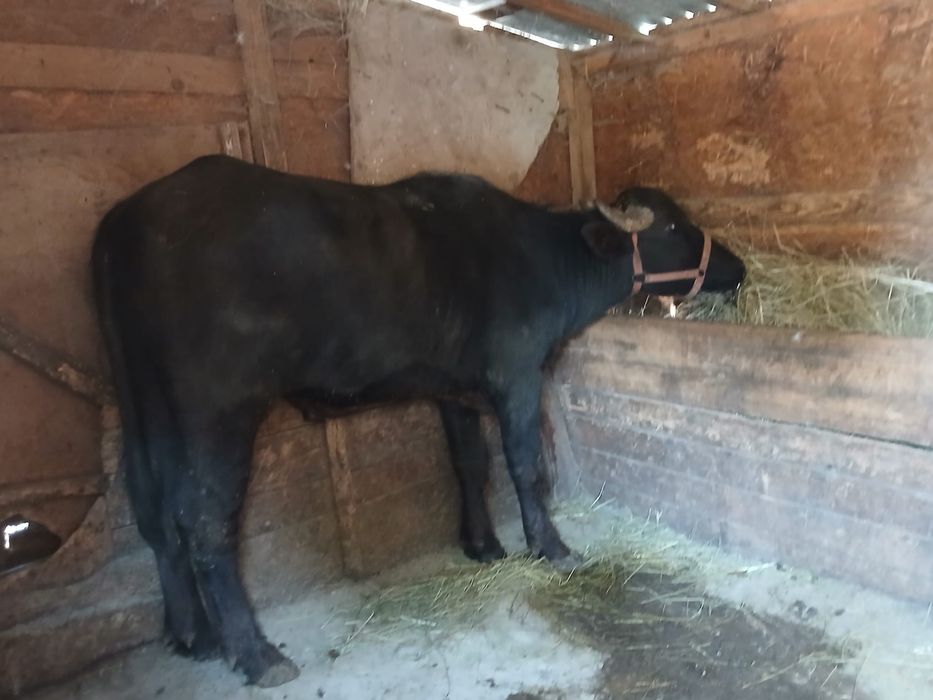 Taur de bivol de vânzare, 1 an și 2 luni, bine crescut